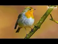 Download Lagu Relaxing music treats diseases of the heart and blood vessels🌿Gentle music, calms the nervous system