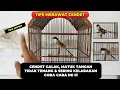 Lagu CARA MENGATASI CENDET GALAK, GELISAH, TIDAK TENANG \u0026 SERING KELABAKAN❗VERSI SAYA❗
