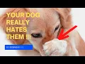 The 7 SCENTS Dogs HATE The Most