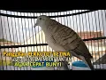 Download Lagu Perkutut Betina memanggil jantan Suara bersahutan perkutut lokal gacor , Ampuh untuk PANCINGAN