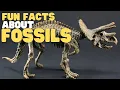 Fun Facts about Fossils Interactive Learn about what fossils are and how they form