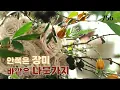 Lagu 플라워레슨 756 나뭇가지 겨울 부케 디자인 🪶 Winter Bouquet Design with Branches