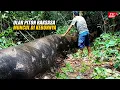 Download Lagu Ngeri‼️ Petani Ini Menyaksikan Ular Piton Raksasa Melintas di Kebunnya. Rekaman Itu Gegerkan Warga