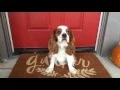 Patrick for adoption through Cavalier Rescue USA