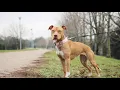 How to know if you have a Real American Pit bull Terrier