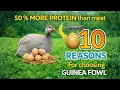 10 Reasons Why the Guinea Fowl Egg Is BETTER Than Chicken Eggs