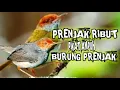 Download Lagu suara pikat prenjak || suara prenjak ribut ampuh untuk pikat prenjak liar anti zonk 💯%