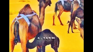 وانا يارسولي بلغه بالخبر موجوع 