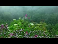 Rain Sounds with Tibetan Singing Bowls and Birds chirping  Sleep Music
