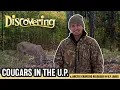 DISCOVERING Cougars in the U P Arctic Grayling Stocked in U P Waters