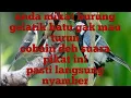Download Lagu suara pikat burung gelatik batu ribut
