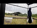 Download Lagu burung di rumah bisu ? coba bawa ke area lomba siapa tau seperti kacer ini