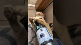 The only cat in the world that doesn't fear the vacuum  (hoover) - 🐈🧹