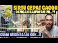 Download Lagu CUMA BEGINI SAJA KOK ⁉️ SIRTU JADI CEPAT GACOR DENGAN RAWATAN INI || Cara Merawat Sirtu/Cipoh/Sirpu