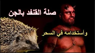 ما هي علاقة القنفذ بالجن واستخدامه في طقوس السحر 