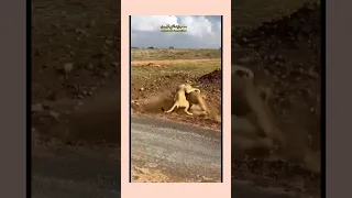 احذر غضب اللبوه زوجه الأسد 