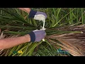 Yard Waste Disposal in Collier County