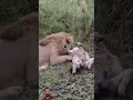 Lagu loin attack #lion #serengetinationalpark #wildlife #animals #safari #africa #shortsviral