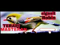 Download Lagu SUARA LEGENDARIS BURUNG ROBIN GACOR  | TERAPI RELAKSASI PANCINGAN DAN MASTERAN AMPUH