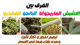 الفرق بين الحشيش والماريجوانا والبانجو والهايدرو دندنها