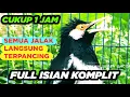 Lagu Burung Jalak Suren Di Alam Liar Gacor Full Isian Suara Unik Kreasi Mewah
