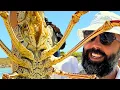 Download Lagu Eating The Most Elusive Lobster In The World