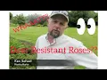 Deer Resistant Roses