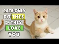 Lagu If Your Cat Does This… Don’t Get Angry — They’re Showing Love