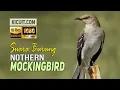 Download Lagu Suara Burung Nothern Mockingbird - Nothern Mockingbird Bird Sound