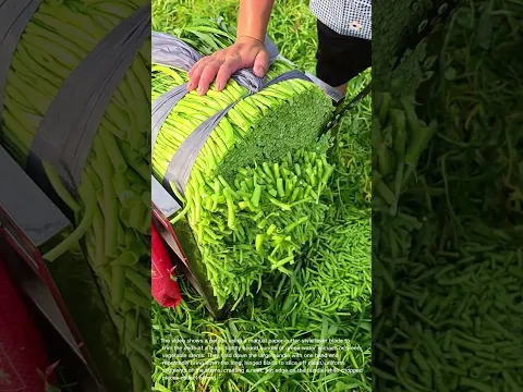 Trimming Fresh Green Stalks with a Manual Lever Cutter