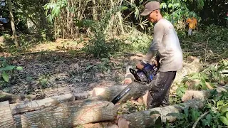 Pro Woodworking: Amazed Chainsaw Skills Slicing Forest Timber!