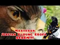 Download Lagu Masteran Jeritan Burung Eropa Serem #murai #muraibatu