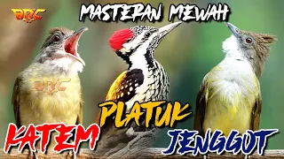 masteran murai batu kombinasi jenggot platuk bawang kapas tembak