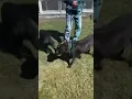 Glynn County Animal Services Educating staff on dog intro s reactivity and playgroups