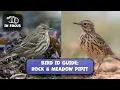 Download Lagu Identifying The Rock Pipit \u0026 Meadow Pipit: A Complete Guide