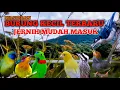 Lagu Masteran BURCIL !! Mbeset nembak panjang jernih berjeda MUDAH MASUK