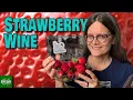 Download Lagu Easy Homemade Strawberry Wine from Whole Fruit
