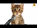 Download Lagu Kucing Sholawat YA ROSULLAH SALAMUN ALAIK | Channel Kucing Oren