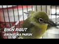 Download Lagu SUARA PLECI BETINA RIBUT