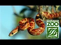 Houston Zoo Reptiles And Amphibians House Tour Jan 19 2020 Yogesh Rai