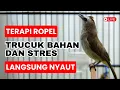 Download Lagu Pancingan Trucukan Gacor ROPEL PANJANG Ampuh Untuk isian Trucuk Supaya Cepat NYAUT - LV3