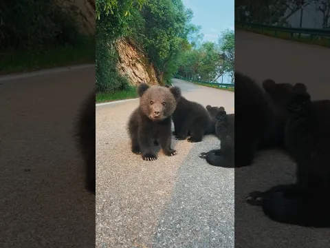 Shocking Transformations! #animals #funny #wildlife