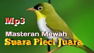 masteran pleci juara mp3 isian mewah