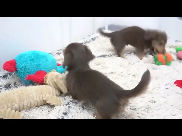 動画