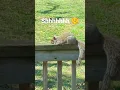 Squirrel Napping On Porch