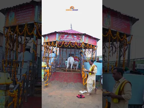 पुरे भारत में एकलौती दिव्य कामधेनु माता के दर्शन व उनकी पूजा कर सभी ने आशीर्वाद प्राप्त किया।  #fyp