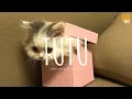 Download Lagu [Vietsub + Lyric] Tutu (remix cute) - Alma Zarza x DJ Nansuya | Tik Tok Song