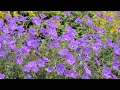 Download Lagu Geranium (cranesbill) 'Rozanne' - FarmerGracy.co.uk