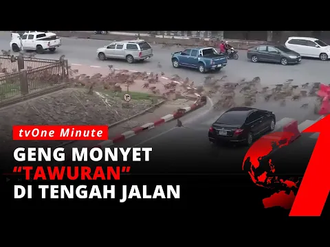 Alami Krisis Makanan Akibat Pandemi Covid-19, Geng Monyet Bentrok di Jalanan