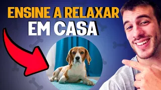 Como Ensinar o Cachorro a Se Comportar Em Casa (COMANDO PLACE)